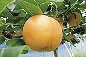 凛夏 イメージ