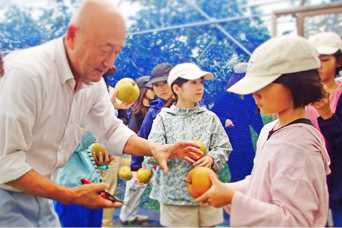 梨を収穫する参加者