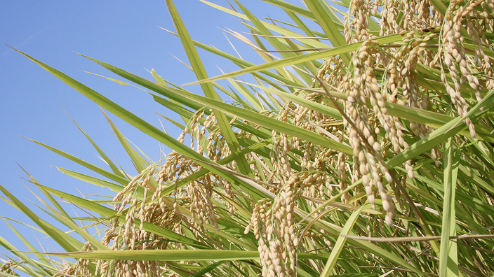 生産に関する各様式
