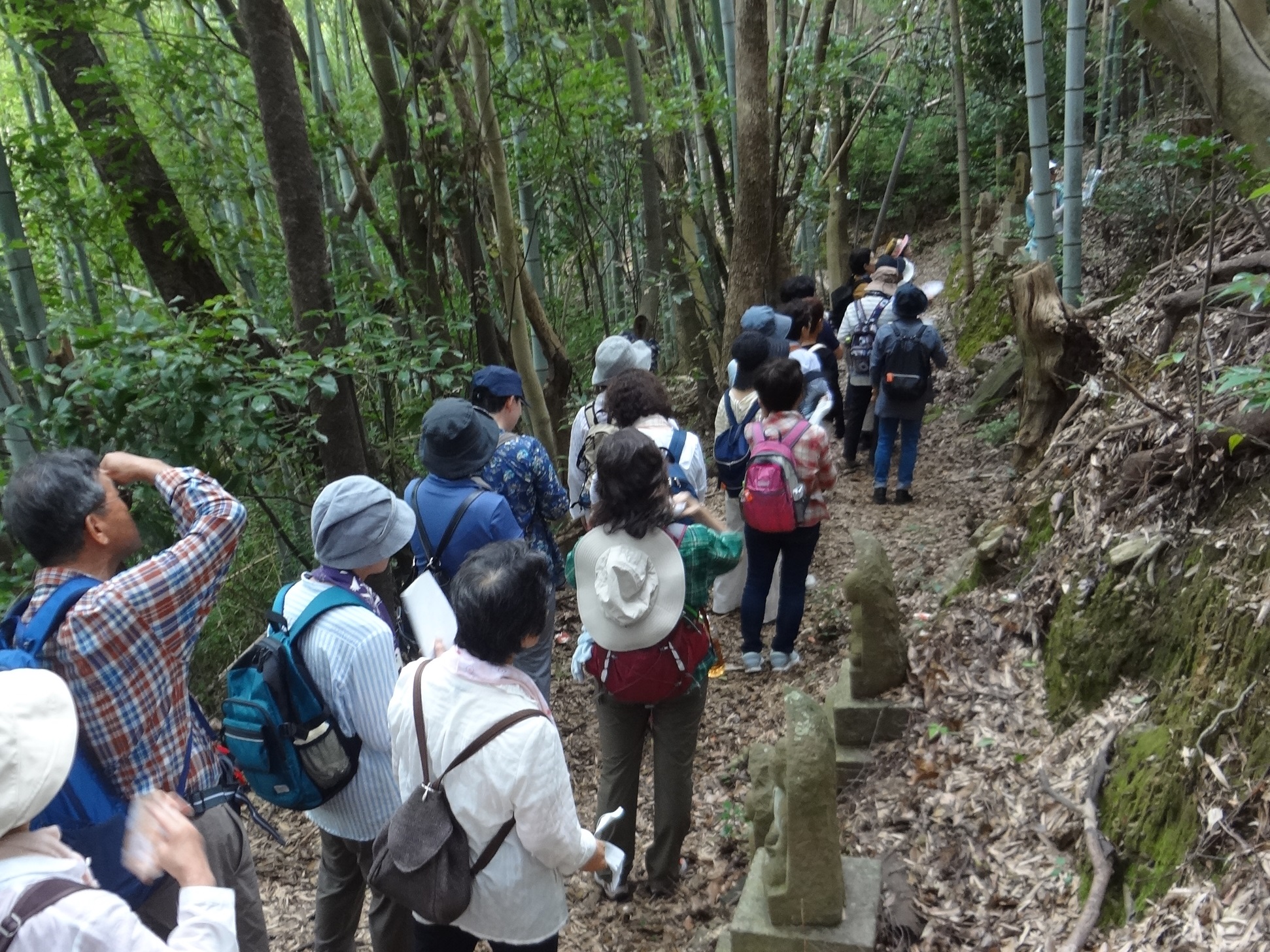 健康ウォーキング開催　和歌山の熊野古道を散策